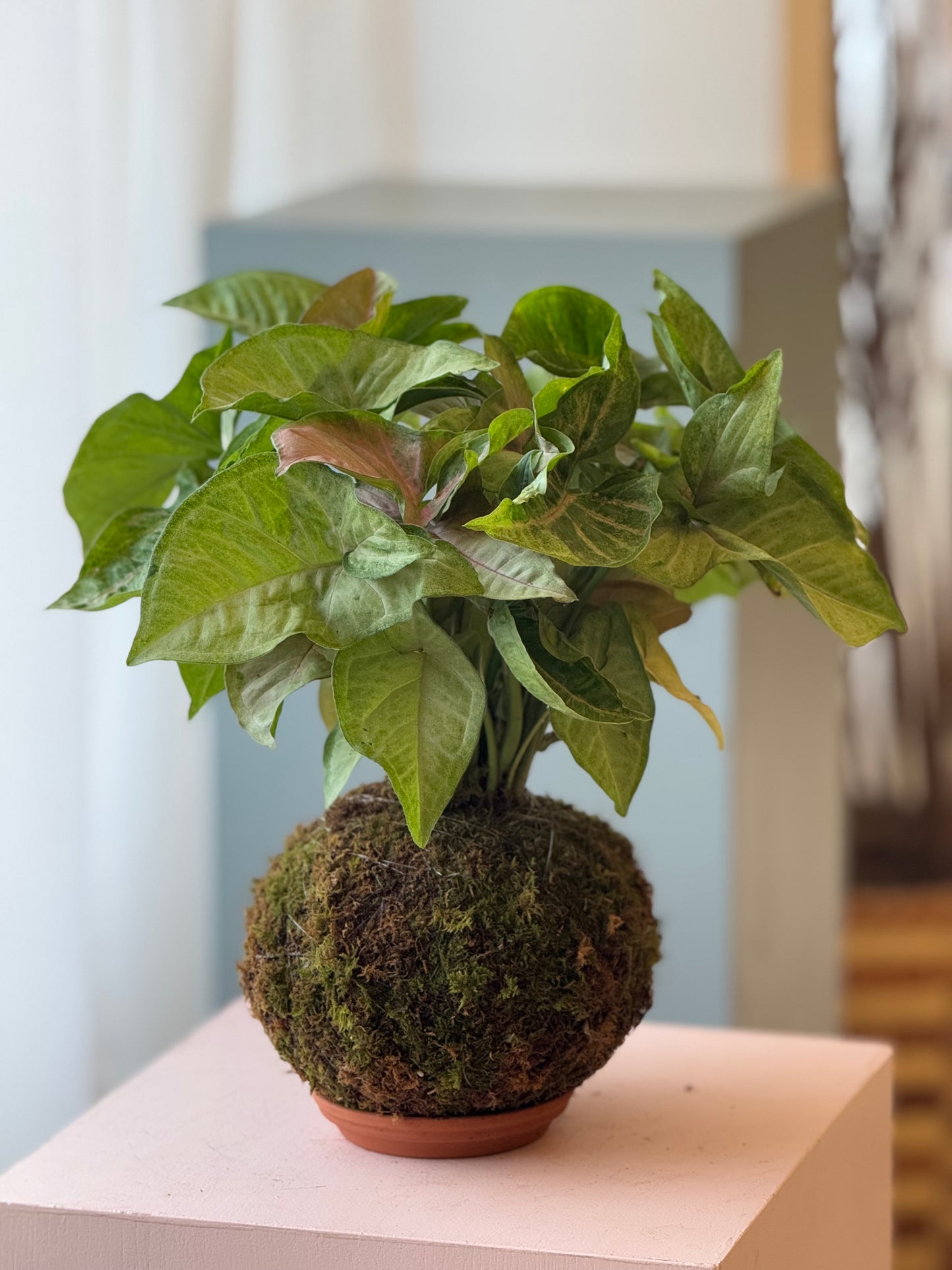 kokedama arrowhead flowers culture in column
