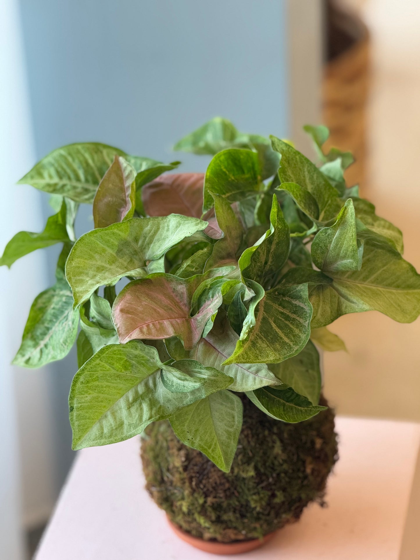 kokedama arrowhead flowers culture top view