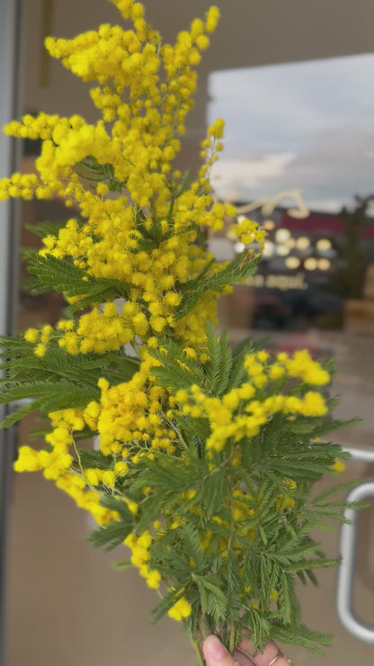 Mimosa Bunch
