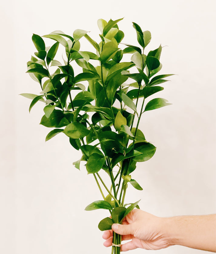 Israel Ruscus Bunch – Flower's Culture