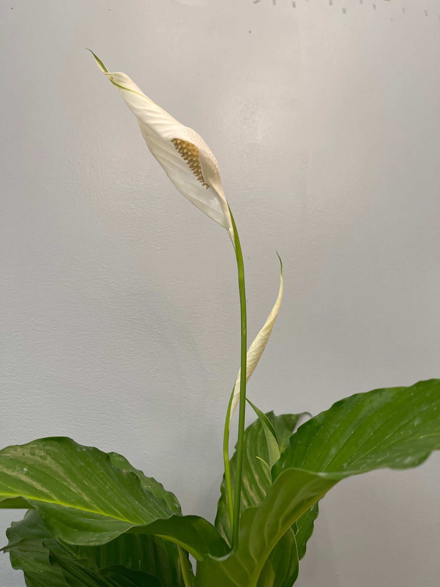 Kokedama Lirio De Paz / Spathiphyllum