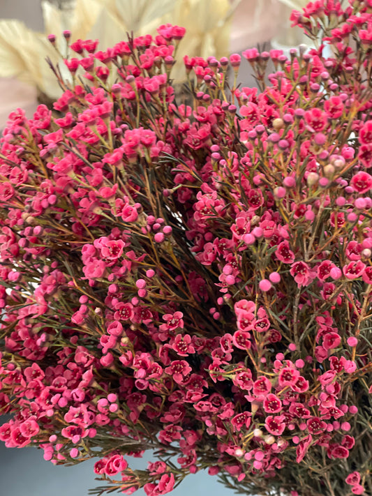 Wax Flower Bunch Dark Pink