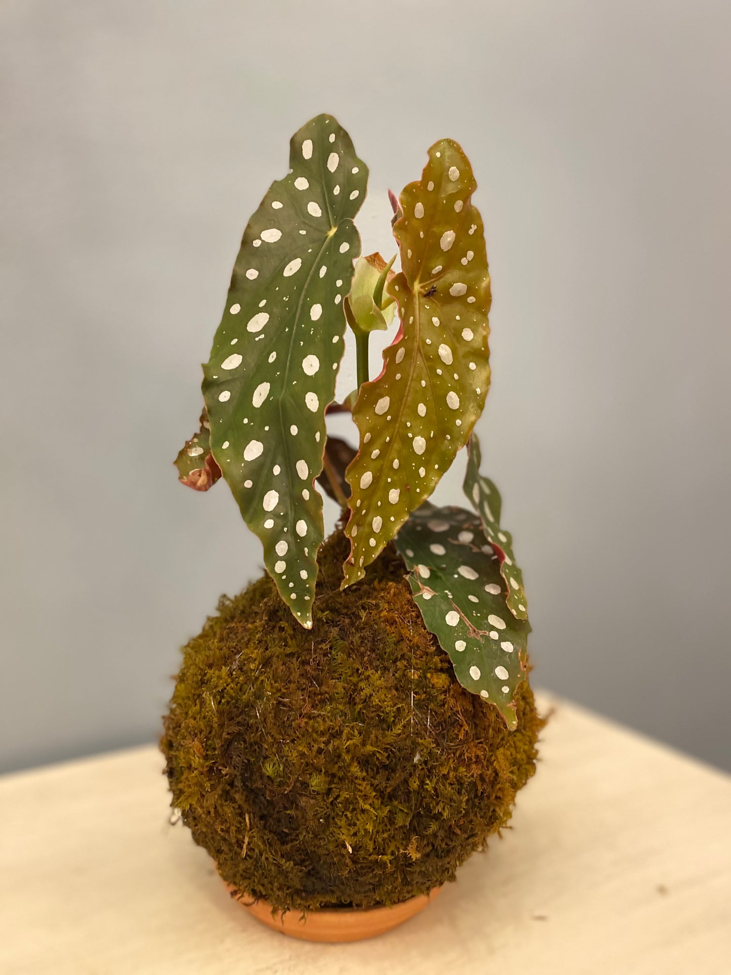 Kokedama Begonia Angel Wings