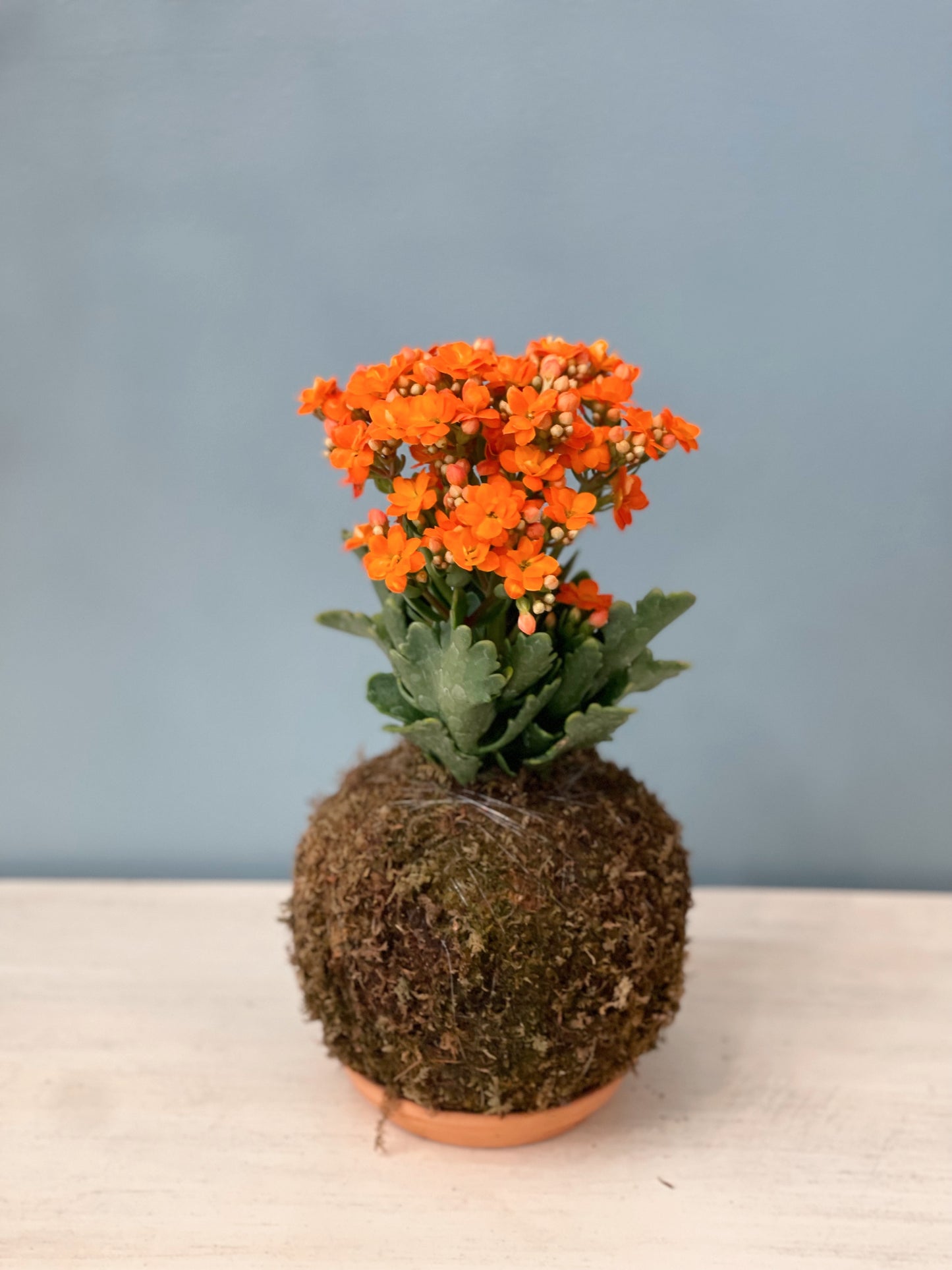 Kokedama Kalanchoe (Brujita)