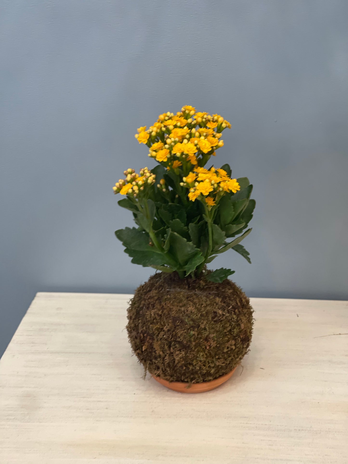 Kokedama Kalanchoe (Brujita)