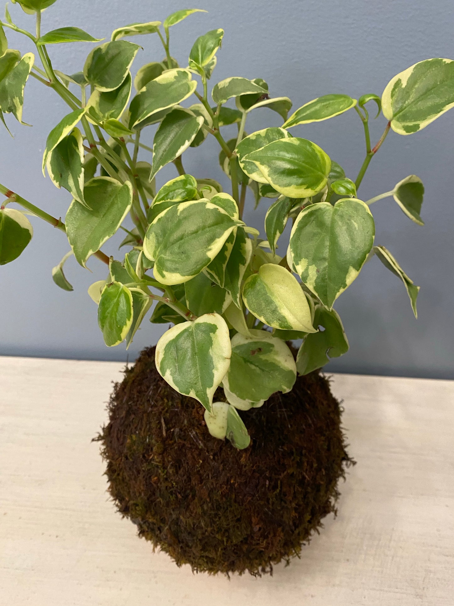 Kokedama Peperomia Scandens