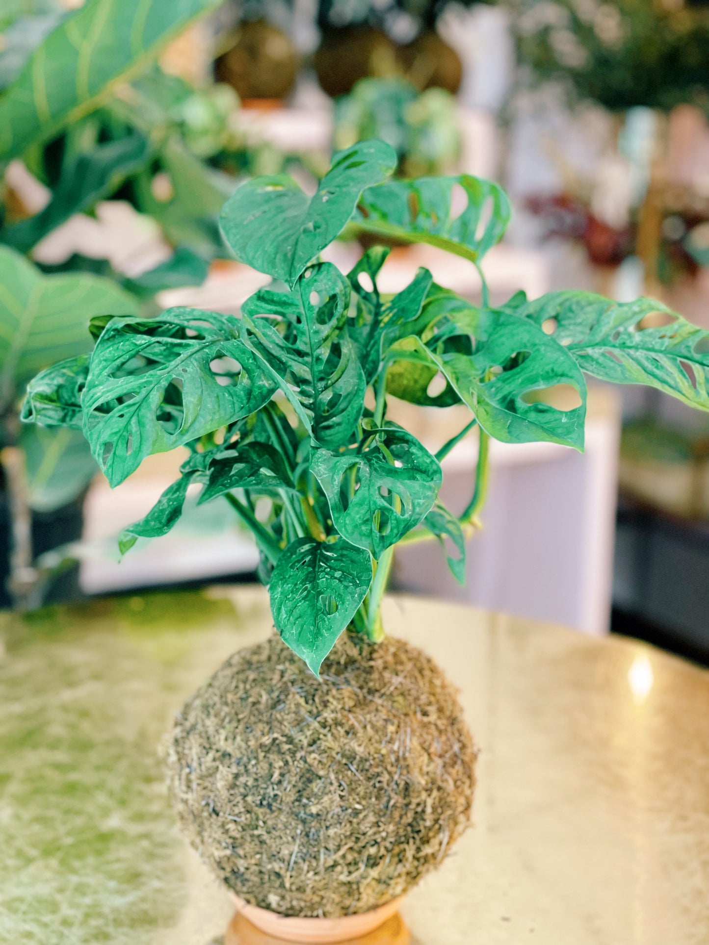 Swiss Cheese Kokedama